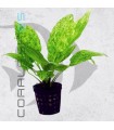 Echinodorus cordifolius Marble Queen | Maceta de 5 cm