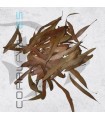 Hojas de Brachychiton Pack 50 und.