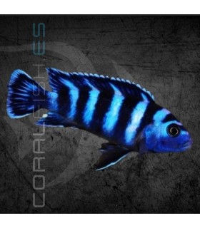 Cíclido de Demason 3.5-4 cm | Pseudotropheus demasoni