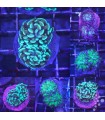 Euphyllia spp. Hammerhead (CITES: 25PTLX00519I)