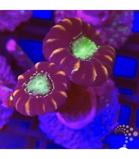 Caulastraea spp. (CITES: 25PTLX00554I)