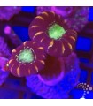 Caulastraea spp. (CITES: 25PTLX00554I)