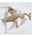Rana Enana Africana | Hymenochirus spp