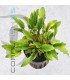 Cryptocoryne wendtii Green Gecko | Maceta de 5 cm