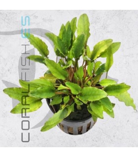 Cryptocoryne wendtii Green Gecko | Maceta de 5 cm