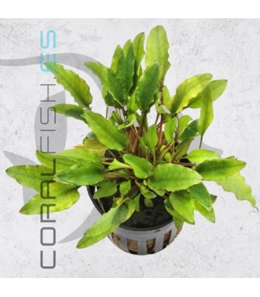 Cryptocoryne wendtii Green Gecko | Maceta de 5 cm