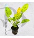 Echinodorus Yellow Sun | Maceta de 5 cm