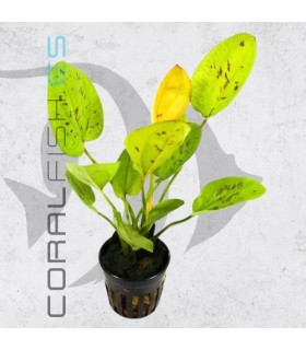 Echinodorus Yellow Sun | Maceta de 5 cm