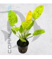 Echinodorus Yellow Sun | Maceta de 5 cm