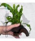 Microsorium pteropus | En Medio Coco con 3 Entradas