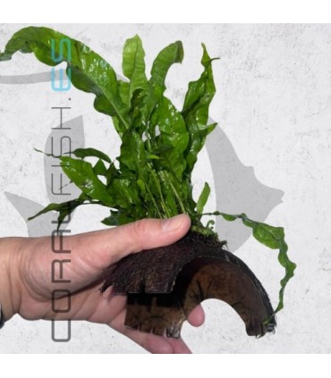 Microsorium pteropus | En Medio Coco con 3 Entradas