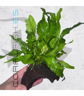 Microsorium pteropus | En Medio Coco con 3 Entradas