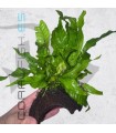 Microsorium pteropus | En Medio Coco con 3 Entradas