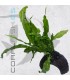 Microsorium pteropus | En Medio Coco con 3 Entradas