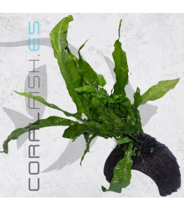 Microsorium pteropus | En Medio Coco con 3 Entradas