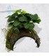 Anubias Mix | En Medio Coco con 3 Entradas