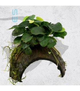 Anubias Mix | En Medio Coco con 3 Entradas