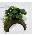 Anubias Mix | En Medio Coco con 3 Entradas