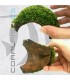 Vesicularia dubyana | En Medio Coco con 3 Entradas