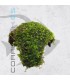 Vesicularia dubyana | En Medio Coco con 3 Entradas