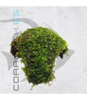 Vesicularia dubyana | En Medio Coco con 3 Entradas