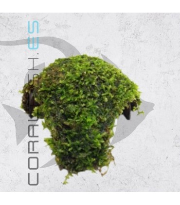 Vesicularia dubyana | En Medio Coco con 3 Entradas