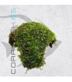 Vesicularia dubyana | En Medio Coco con 3 Entradas