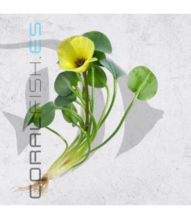 Hydrocleys nymphoides | Planta Flotante