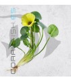Hydrocleys nymphoides | Planta Flotante