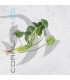 Hydrocleys nymphoides | Planta Flotante