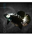 PAREJA Betta Plakat Media Luna Samurai Negro | Betta splendens