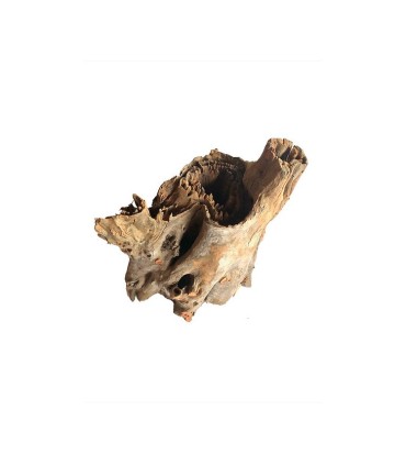 Tree Stump 15-20 cm