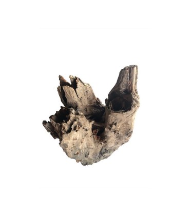 Tree Stump 21-30 cm