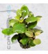Lobelia cardinalis | Maceta de 5 cm