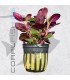 Lobelia cardinalis | Maceta de 5 cm