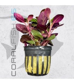 Lobelia cardinalis | Maceta de 5 cm