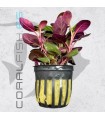 Lobelia cardinalis | Maceta de 5cm