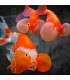 Oranda Ojo Burbuja 5-7 cm | Carassius auratus