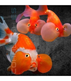 Oranda Ojo Burbuja 5-7 cm | Carassius auratus