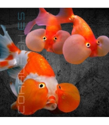 Oranda Ojo Burbuja 5-7 cm | Carassius auratus