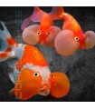 Oranda Ojo Burbuja 5-7 cm | Carassius auratus