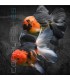 Oranda Tricolor Grado AA 7-8 cm | Carassius auratus