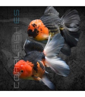Oranda Tricolor Grado AA 7-8 cm | Carassius auratus