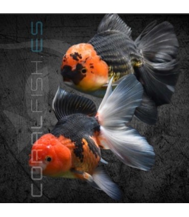 Oranda Tricolor Grado AA 7-8 cm | Carassius auratus