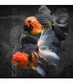 Oranda Tricolor Grado AA 7-8 cm | Carassius auratus