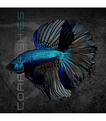 Betta Macho Media Luna Black Metallic 4-5 cm | Betta splendens