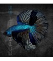 Betta Macho Media Luna Black Metallic 4-5 cm | Betta splendens