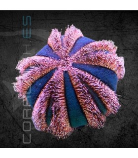 Mespilia Globulus Rojo/Azul | Erizo de Mar Globo