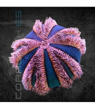 Mespilia Globulus Rojo/Azul | Erizo de Mar Globo