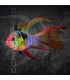 Ramirezi Azul Aleman Velo 3-4 cm | Microgeophagus ramirezi